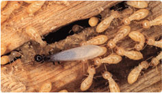 Anti-Termite Solution